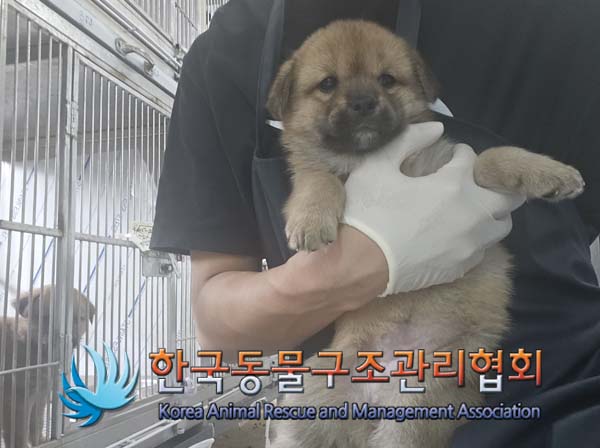 한국동물구조관리협회_441560202401257